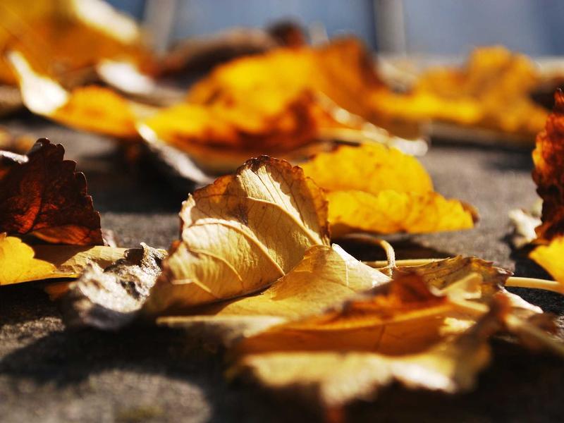 KinulRenMiralinVora Manizales 3